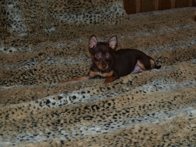 Младенец Карликовый пинчер на кровати