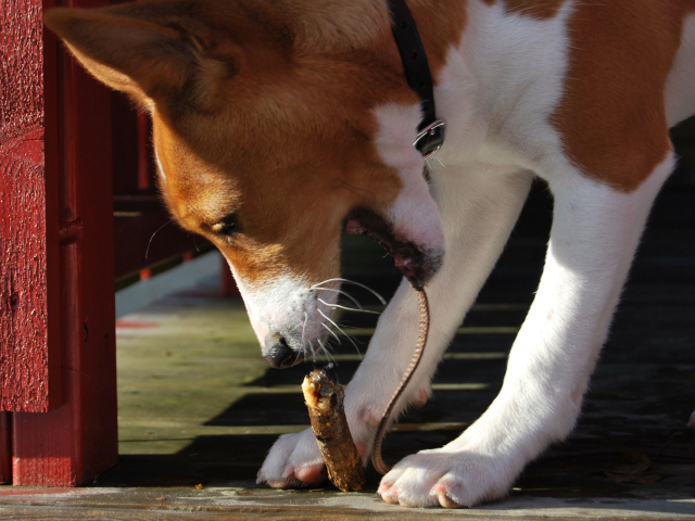 Собака породы басенджи грызёт палку