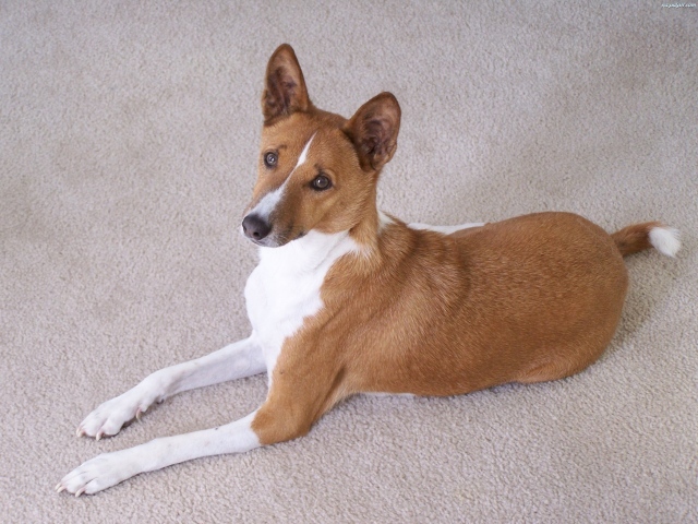 Собака породы басенджи позирует на белом ковре