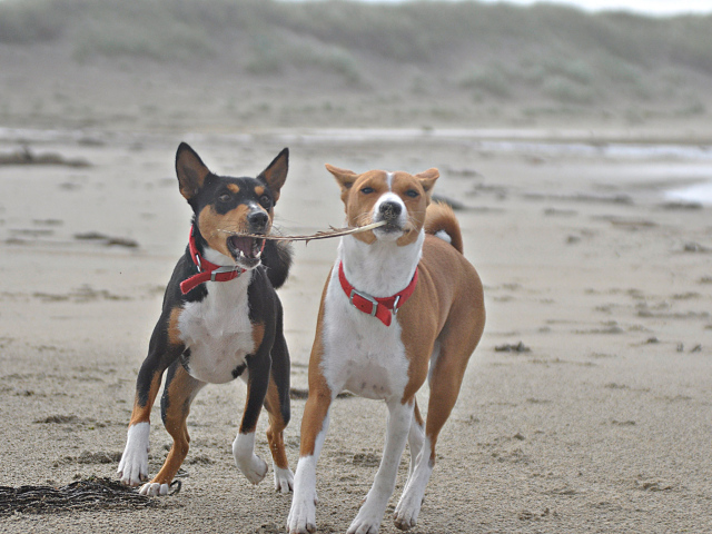 Собаки породы басенджи играют на песке