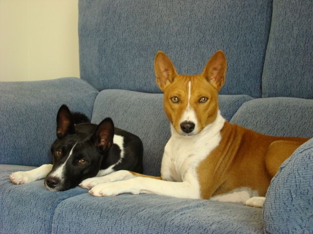 Собаки породы басенджи отдыхают на диване