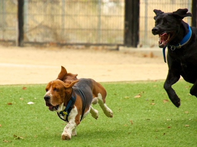 Бассет-хаунд и его друг