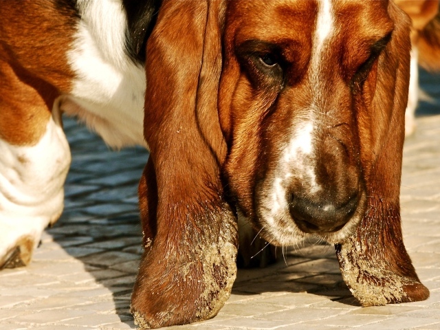 Бассет-хаунд испачкал уши в песке