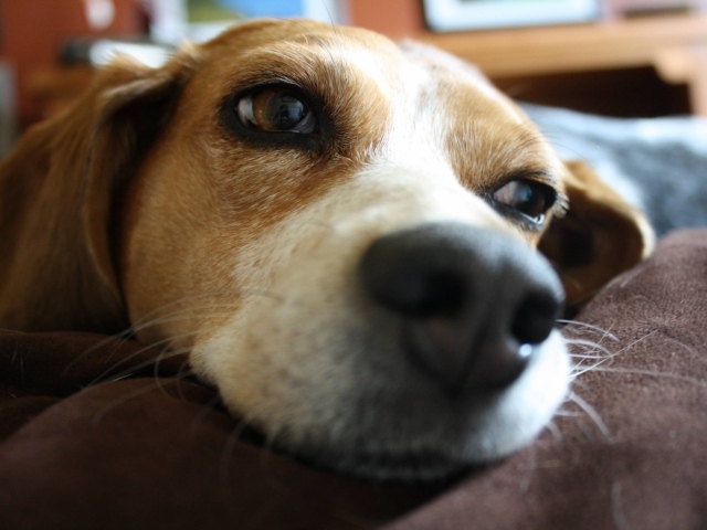 Собака породы бигль мечтает о косточке