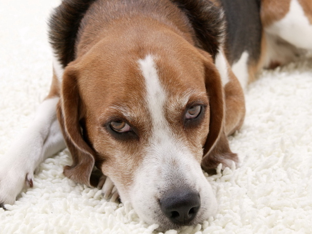 Собака породы бигль лежит на белом ковре