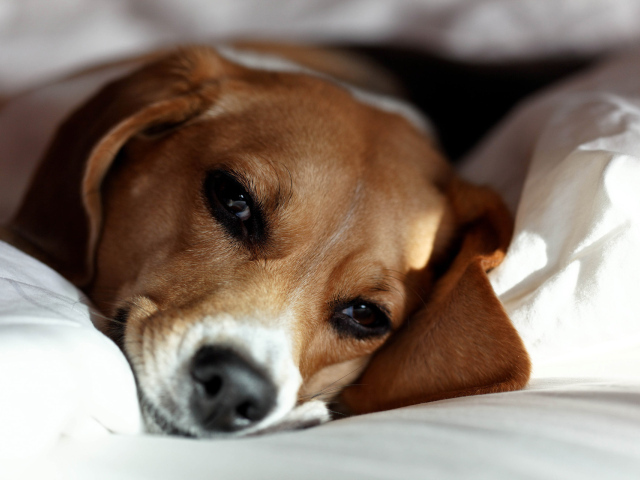 Собака породы бигль отдыхает на хозяйской кровати