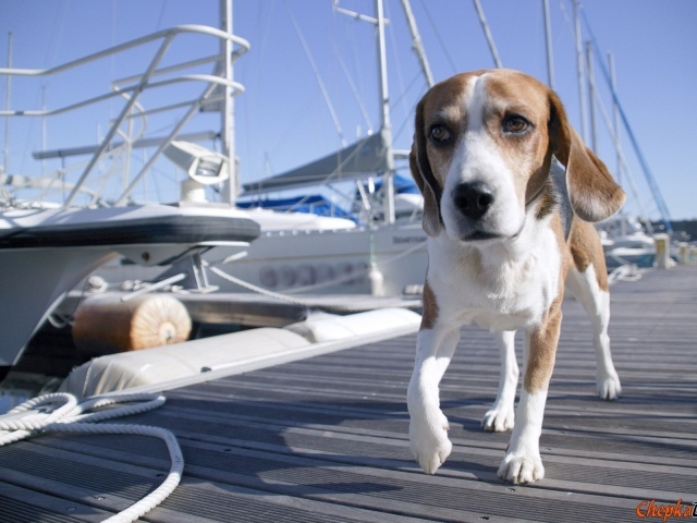 Собака породы бигль идёт по мостику