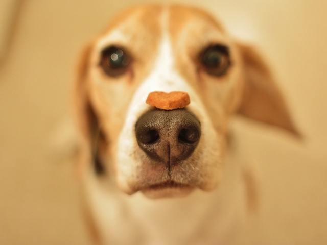 Собака породы бигль с лакомством на носу