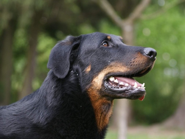 Босерон на фоне деревьев