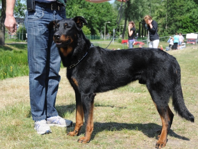 Красивый босерон и его хозяин