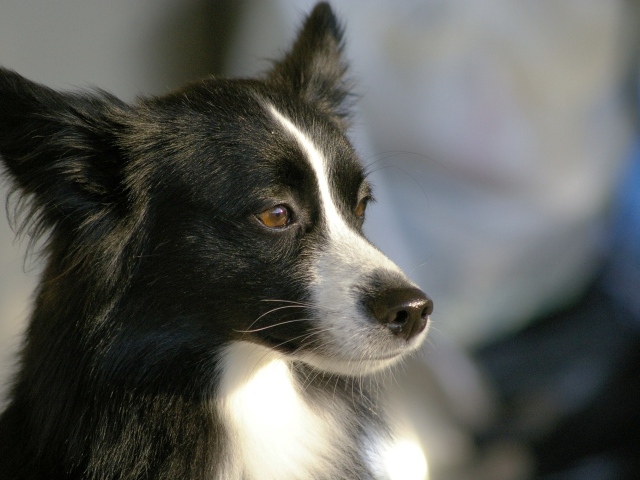 Красивая бордер-колли