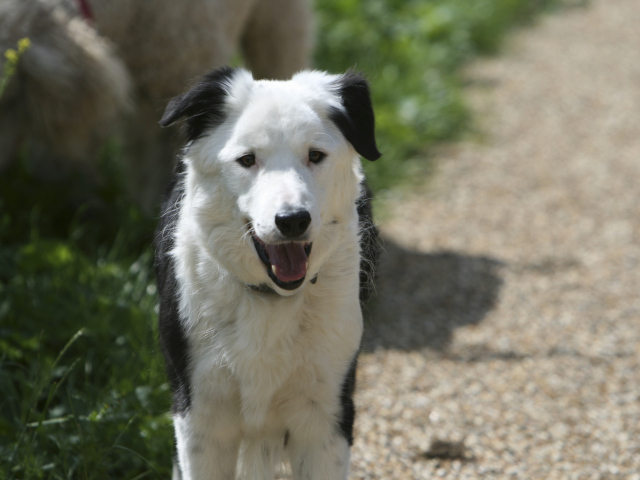 Красивая бордер-колли стоит на дороге