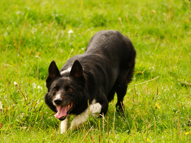 Красивая бордер-колли крадётся