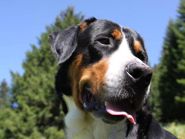 Красивый большой швейцарский зенненхунд на фоне деревьев