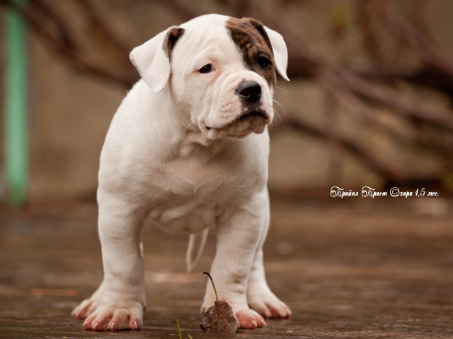 Красивый щенок американского бульдога