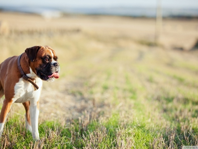 Красивый боксёр гуляет по просторному полю