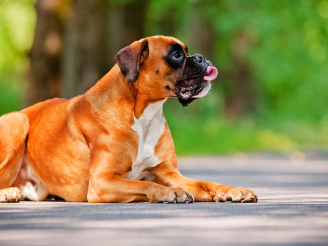 Красивый боксёр лежит на дороге летом