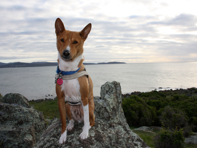 Красивая собака породы басенджи позирует на скале