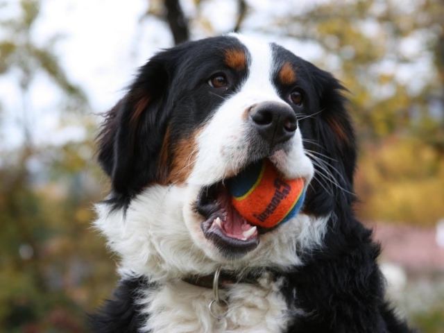 Бернская пастушья собака грызёт мяч