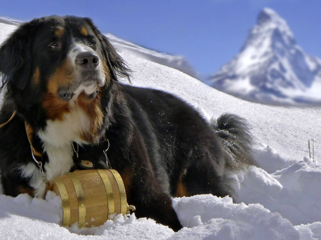 Бернская пастушья собака в снегу на фоне горы