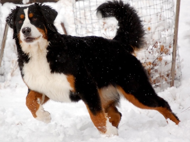 Бернская пастушья собака готовится бежать