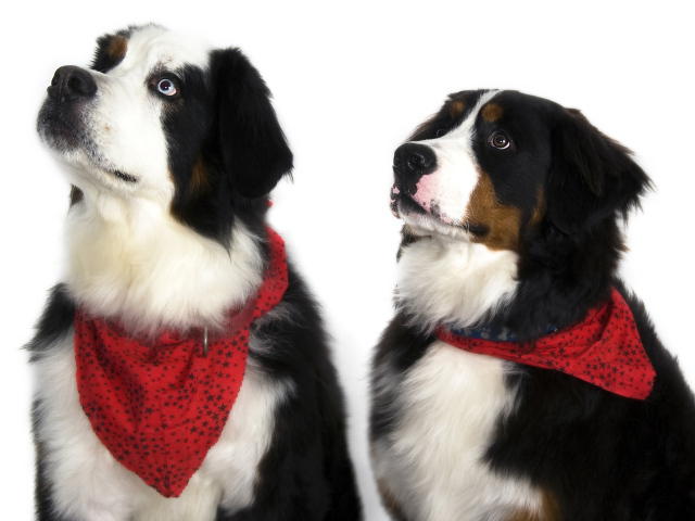 Бернские пастушьи собаки на белом фоне