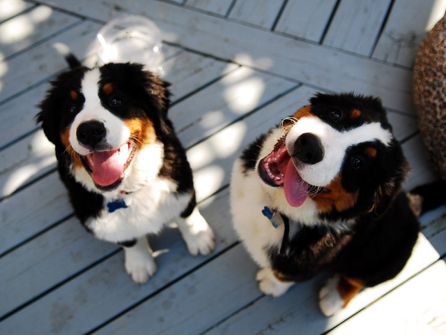 Щенки бернской пастушьей собаки улыбаются
