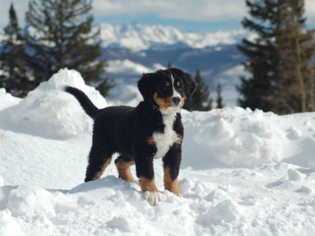 Щенок бернской пастушьей собаки на снегу