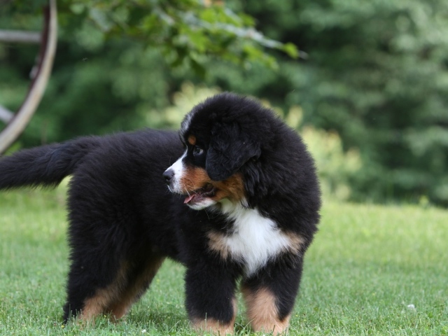 Щенок бернской пастушьей собаки ищет маму