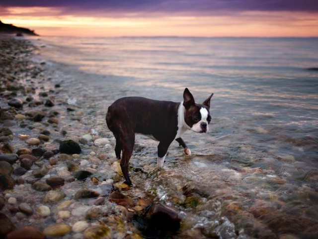 Черный пес у моря