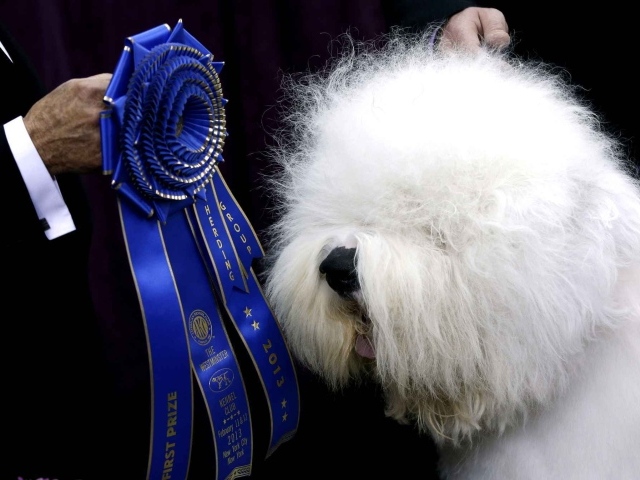 Собака породы бобтейл и её награда