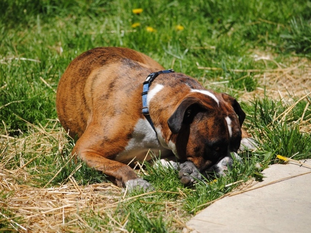 Боксёр в печали
