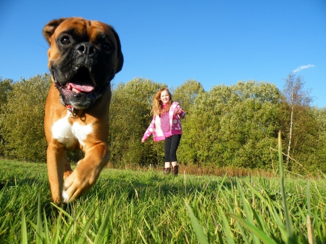 Боксёр убегает от ребёнка