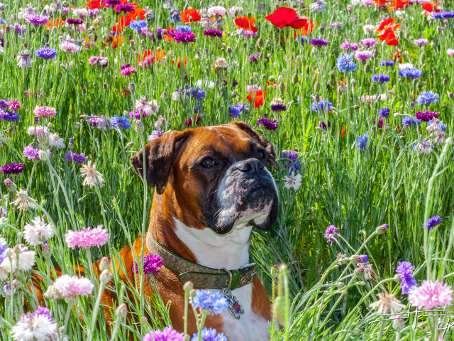 Боксёр на цветочном поле