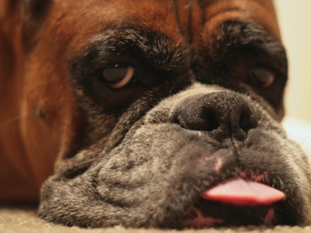 Боксёр показывает язык