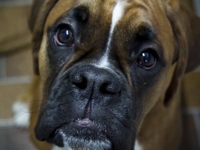 Боксёр с грустным взглядом крупным планом