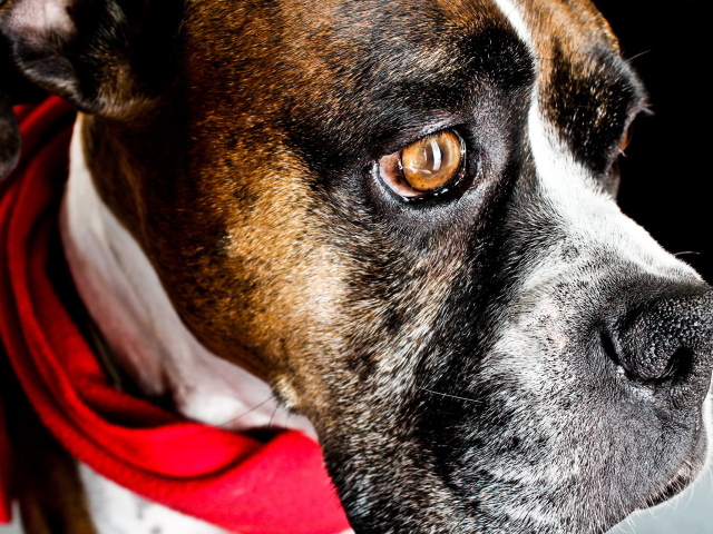 Боксёр с платком на шее