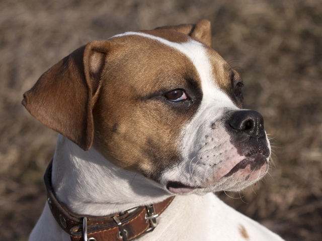 Боксёр с безразличным взглядом