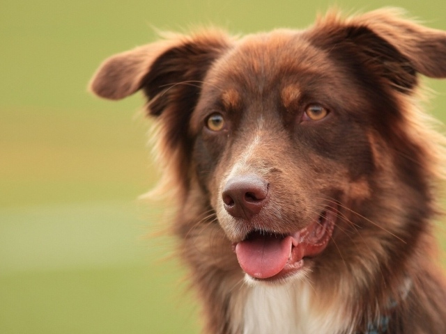 Коричневая австралийская овчарка засмотрелась