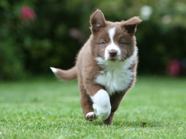Коричневый щенок бордер-колли бежит