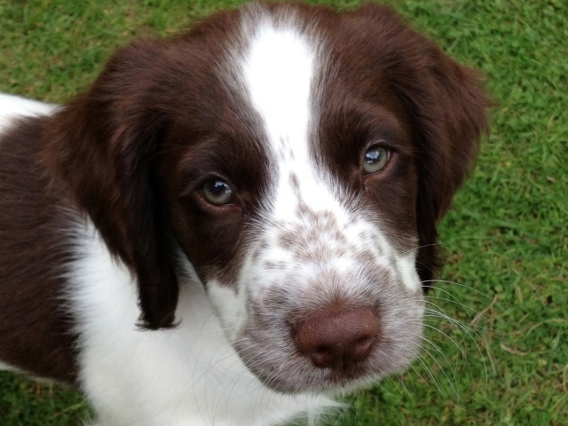 Милые глаза английского спрингер-спаниеля