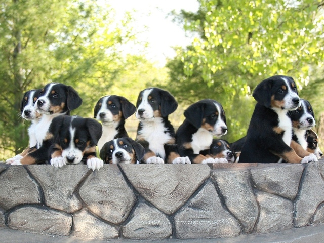 Милые щенки большого швейцарского зенненхунда