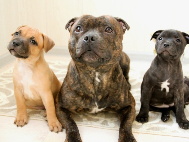 Различные виды стаффордширских бультерьеров