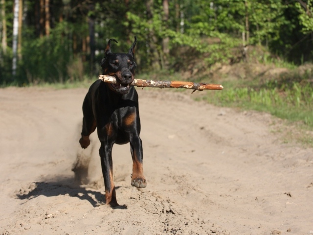Доберман приносит палку