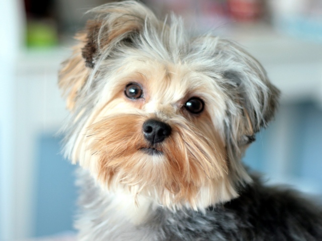 Собака Йоркширский терьер