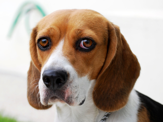 Собака породы бигль провинилась