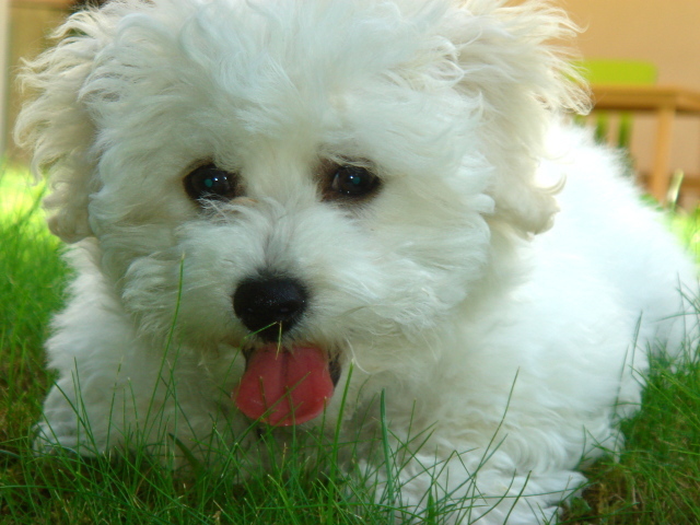 Собака породы бишон-фриз в траве