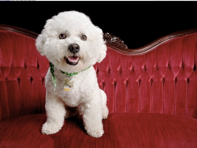 Собака породы бишон-фриз на красном диване