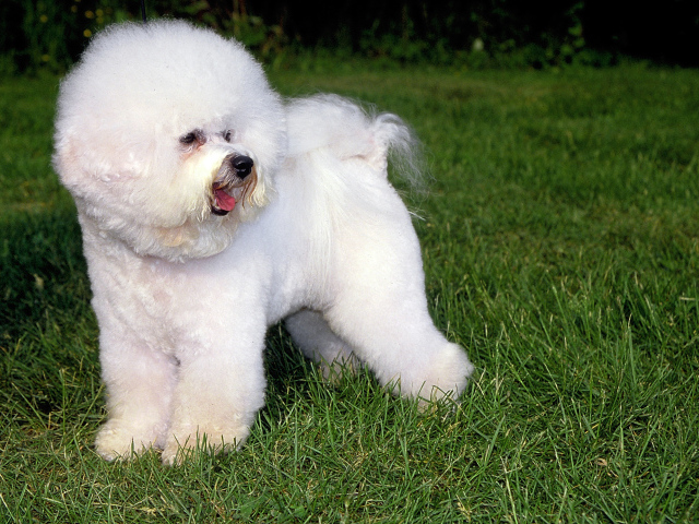 Собака породы бишон-фриз на траве