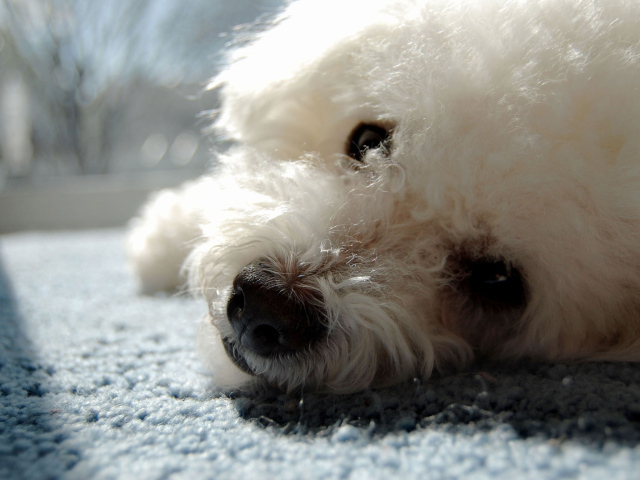 Собака породы бишон-фриз отдыхает на ковре